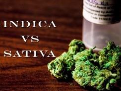Sativa Vs Indica – What’s the Best Marijuana For Me?
